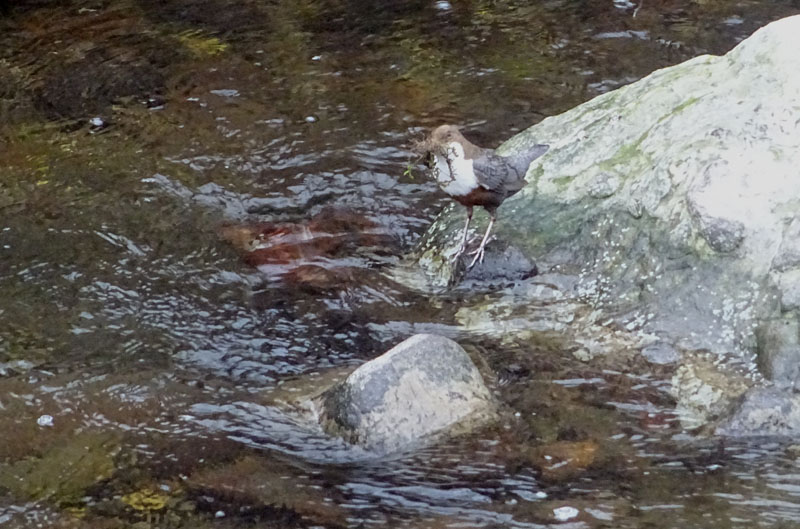 Cinclus cinclus  (Merlo acquaiolo)